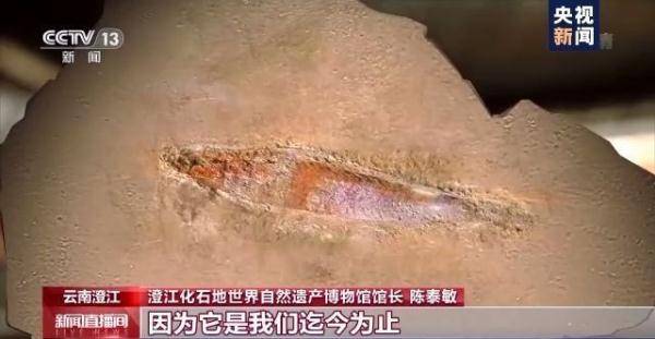 侏罗纪|云南禄丰恐龙科考工作进入“啃硬骨头”阶段 恐龙化石是如何修复的呢？
