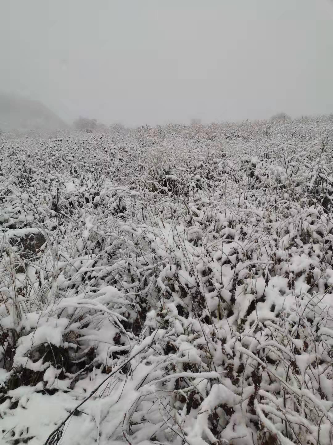 亚高山|6厘米厚积雪，难得一见雾凇景象！百花山披“白纱”