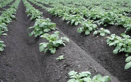 王大爷种植土豆有妙招亩产达上万斤年年用这五个方法值得参考