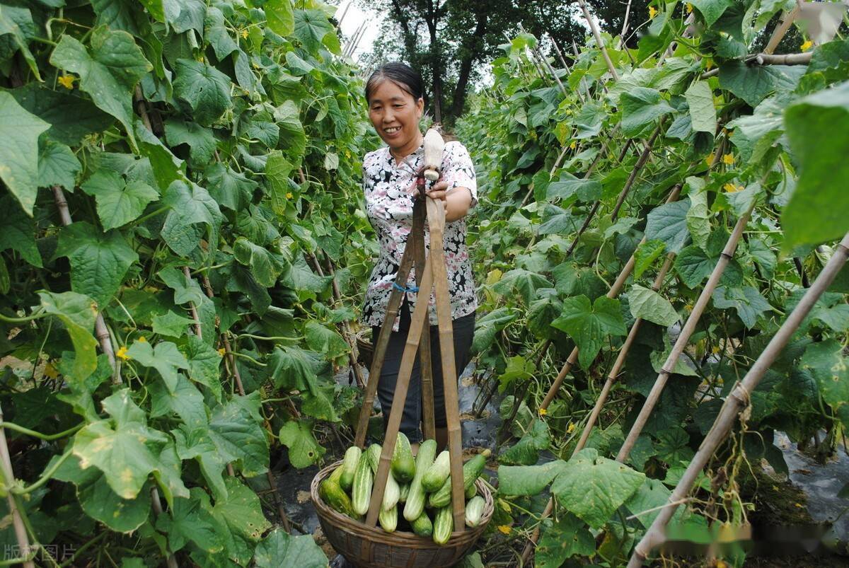 农村种菜图片真实图片