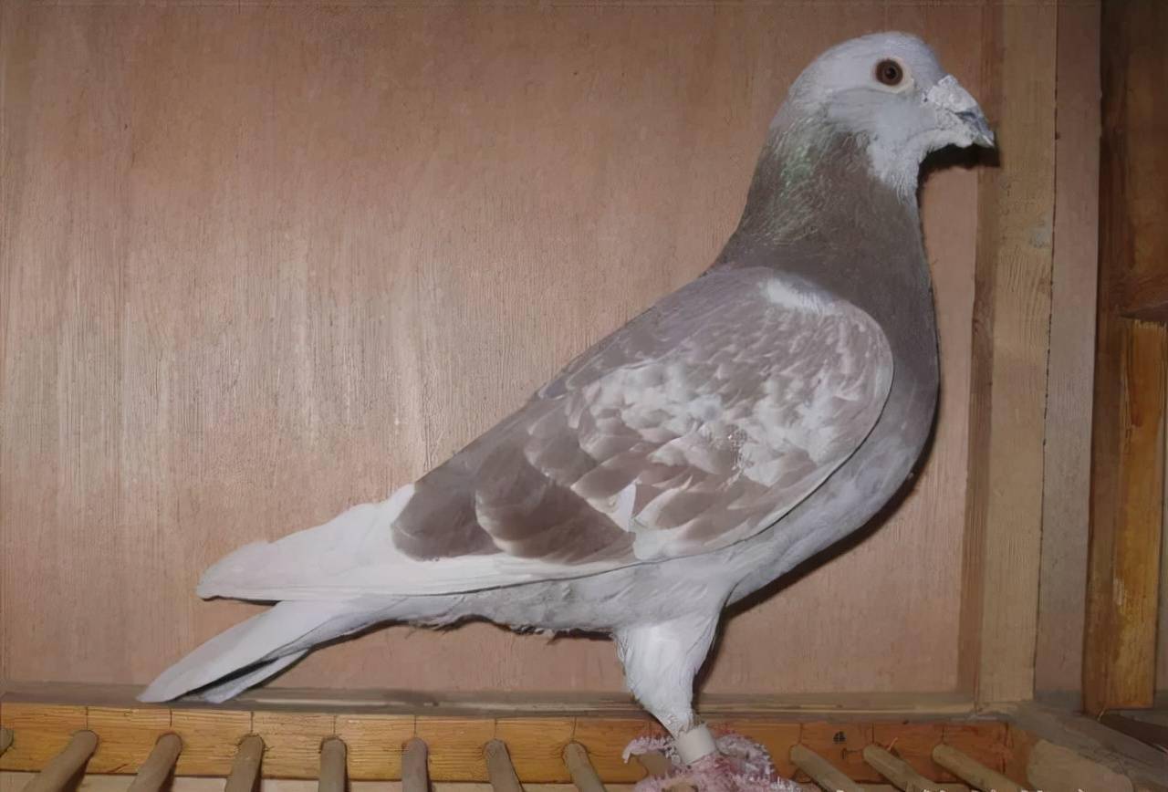 重视红鸽子,还是走出了不同的路