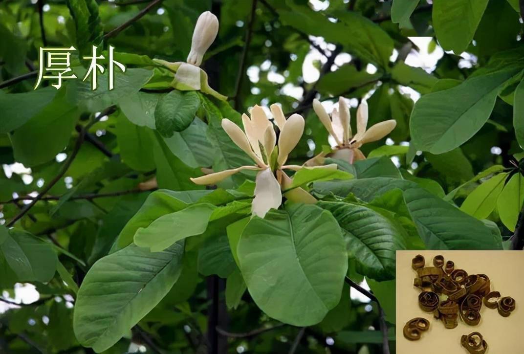 每天学习一味中药厚朴