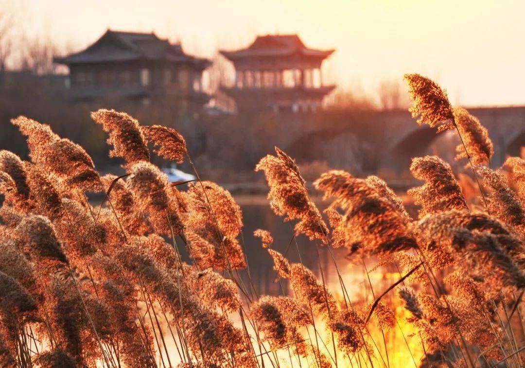 芦荻|寒露丨天冷了，多添衣