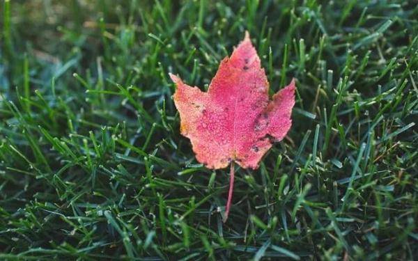 家长|今日寒露，家长老师要留心这4点