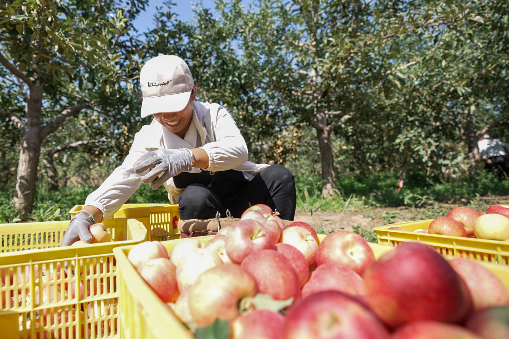 从种苹果到办起全区最大鸵鸟养殖场——乐台村的转型路