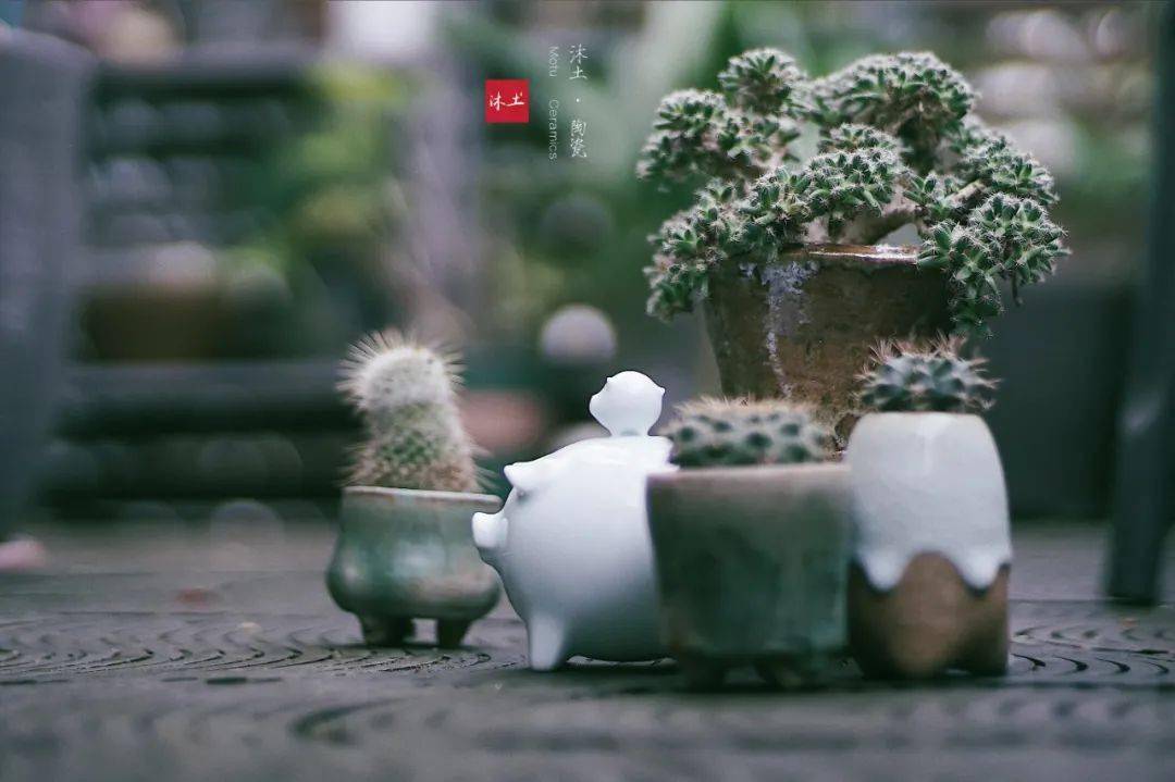 图片澎湃好物 | 可爱的摆件，千万别错过~前100位送萌猫抱枕一只！