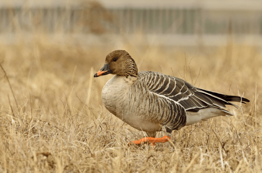 中国家鹅 豆雁 豆雁跟鸿雁相比,颜色更加暗,脖子颜色没有明显的分