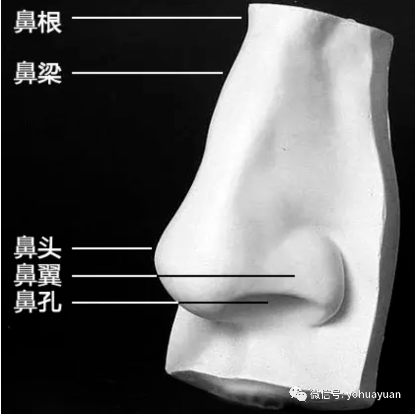 鼻子结构绘画图片