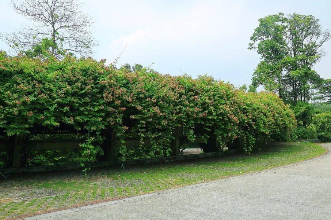 19款爬藤植物随便种一棵美翻整个家