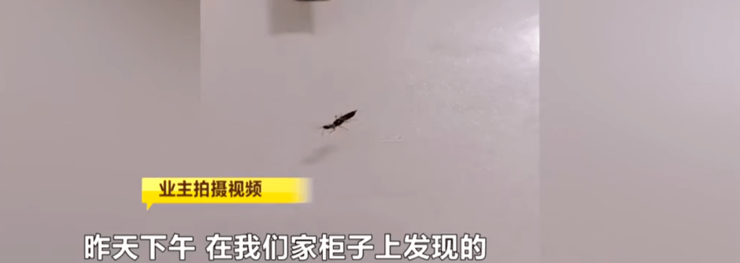 注意 长沙多名业主遭这种虫子爬后 引起皮肤红肿 发痒 甚至溃烂 皮炎