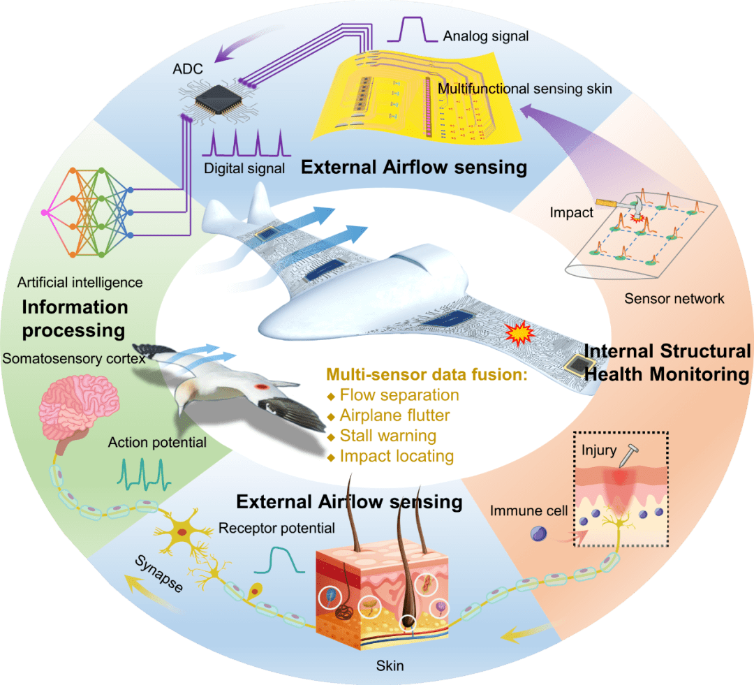 华中科技大学柔性智能蒙皮助力飞行器复杂气动载荷精确测量