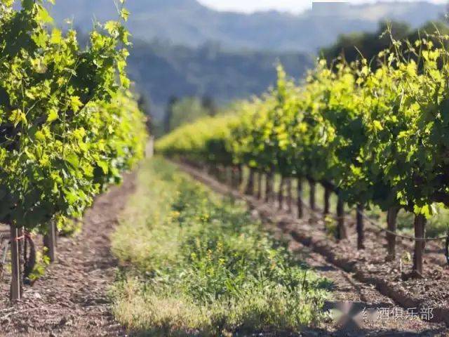 图片|世界上最值得去的五大葡萄酒胜地