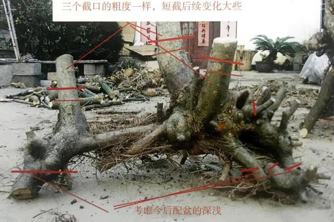 学盆景用榆树来练手,4款榆树盆景设计图,哪一款最有潜力?