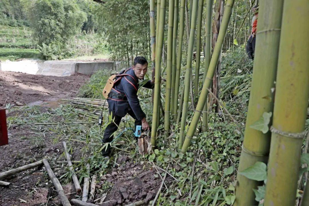 抱團發展探索竹材新出路雨城區召開竹材採伐現場會吹響竹業發展號角