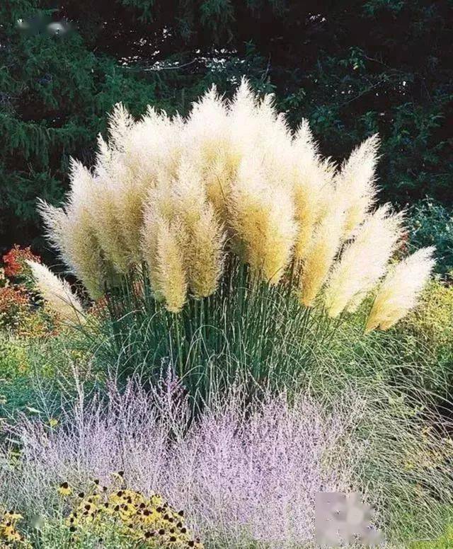 风吹草低现意境七种高颜值观赏草惊艳了