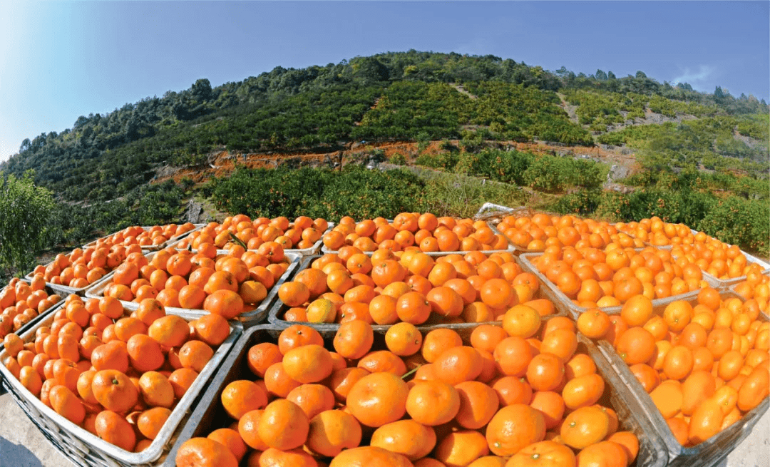 古夫镇柑橘基地橙"心"橙"意·秋橙采摘田园游(宜昌市枝江市)重要节点