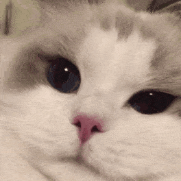 264_264gif 动态图 动图