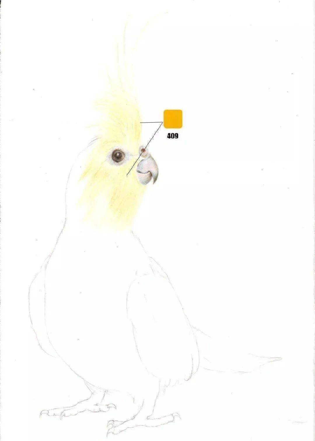 彩铅玄凤鹦鹉图片