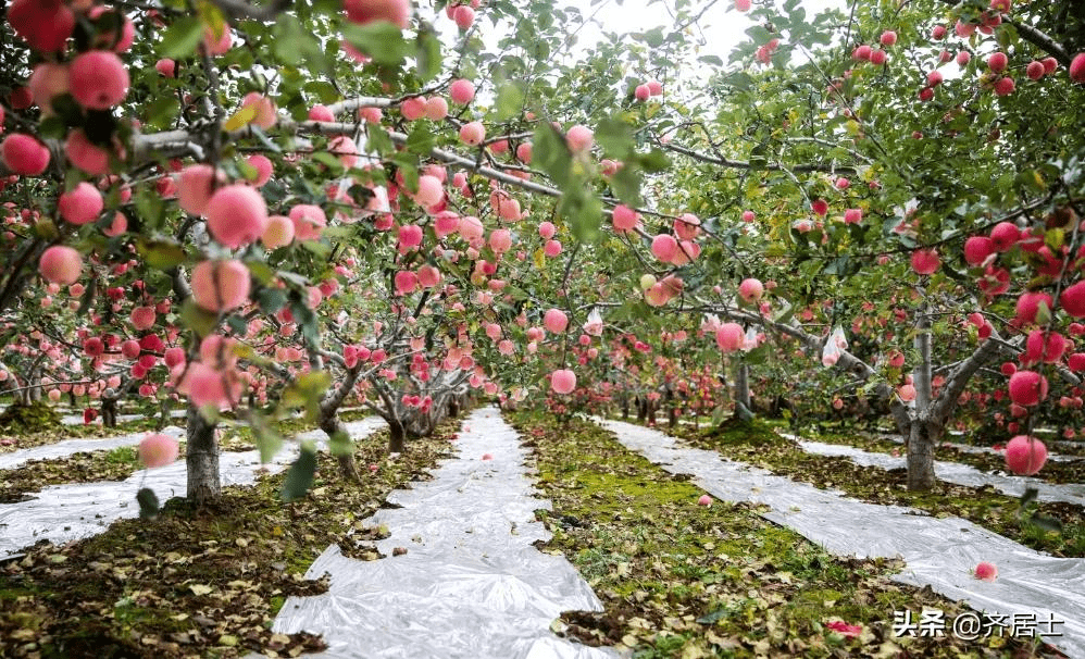 中华名果泾川红富士苹果