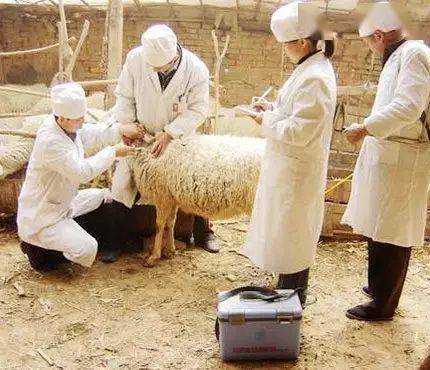 羊病针灸图图片