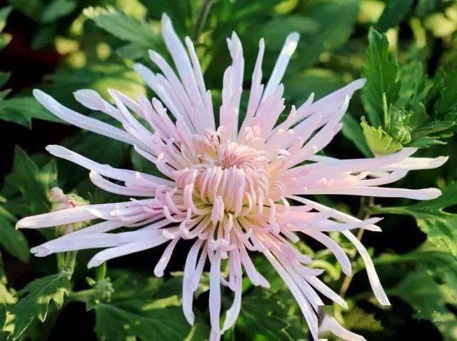 130�� · ������ͥ����ֲ������������֣�