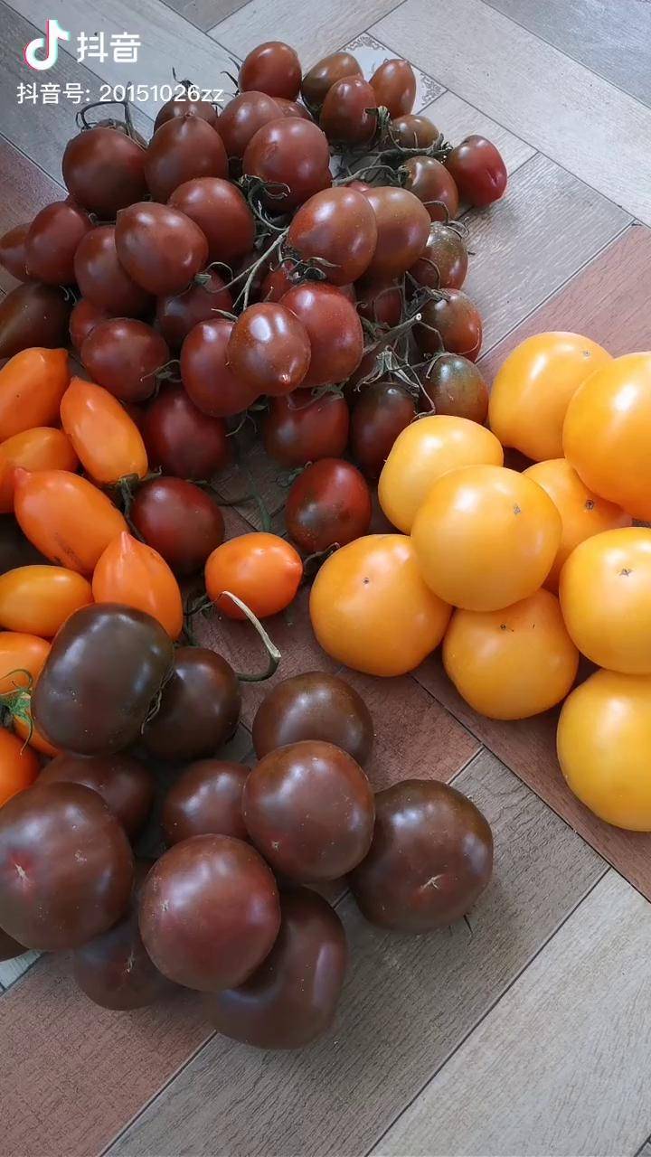 纯东北本地柿子