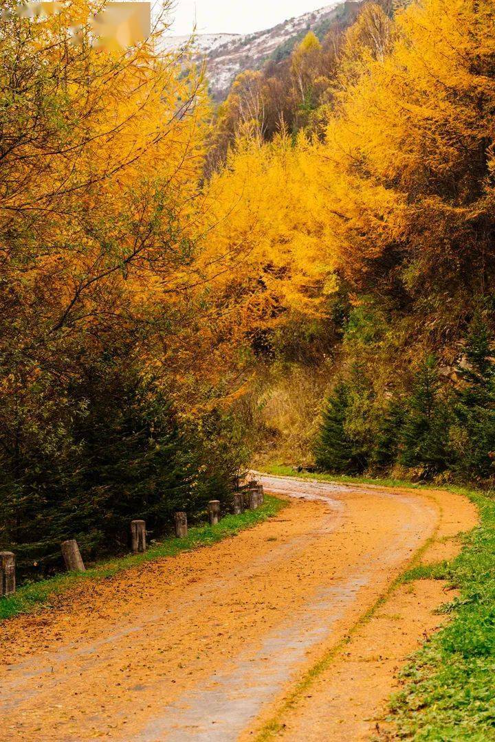诗画鼻祖的王维又怎会感到寂寞看吧,如此动人的山水景致狮子沟牧场