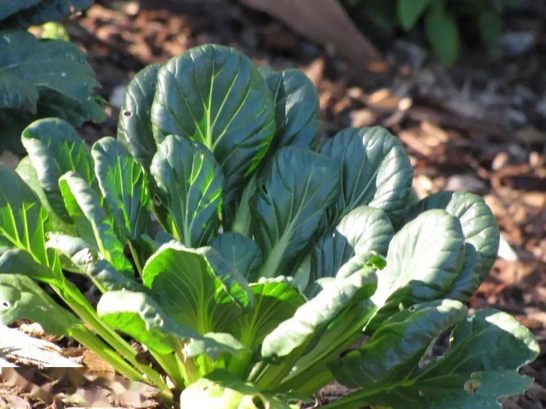 冬日绿莲阳台上盆栽乌塌菜生机勃勃绽放在最寒冷的季节