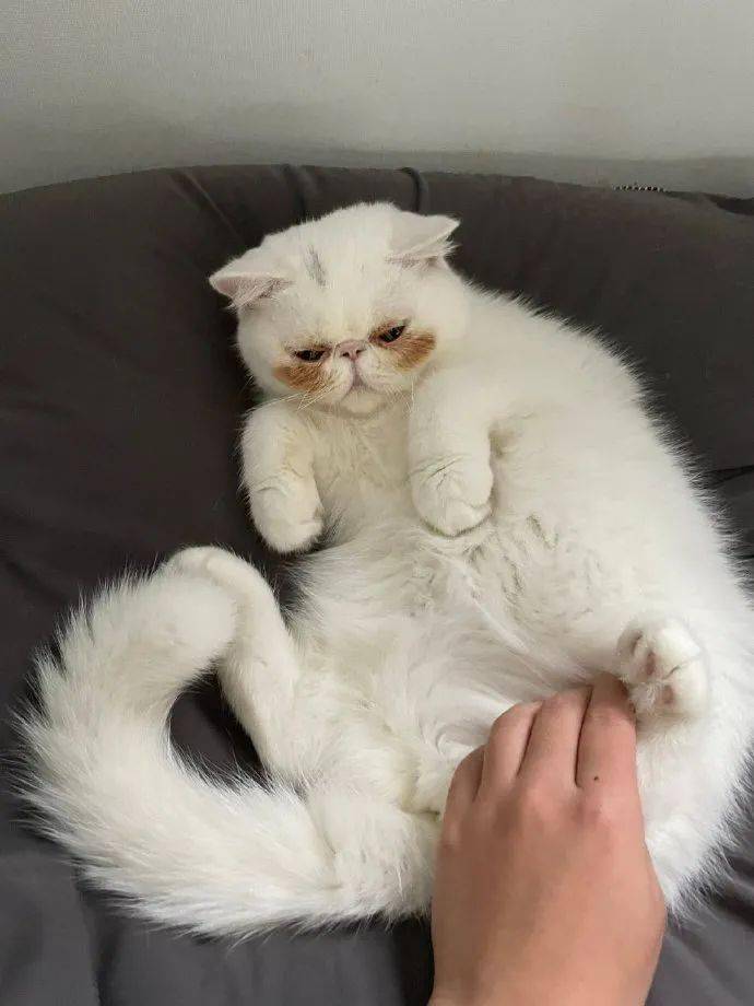 自带铲屎官家的加菲猫竟然自带腮黄