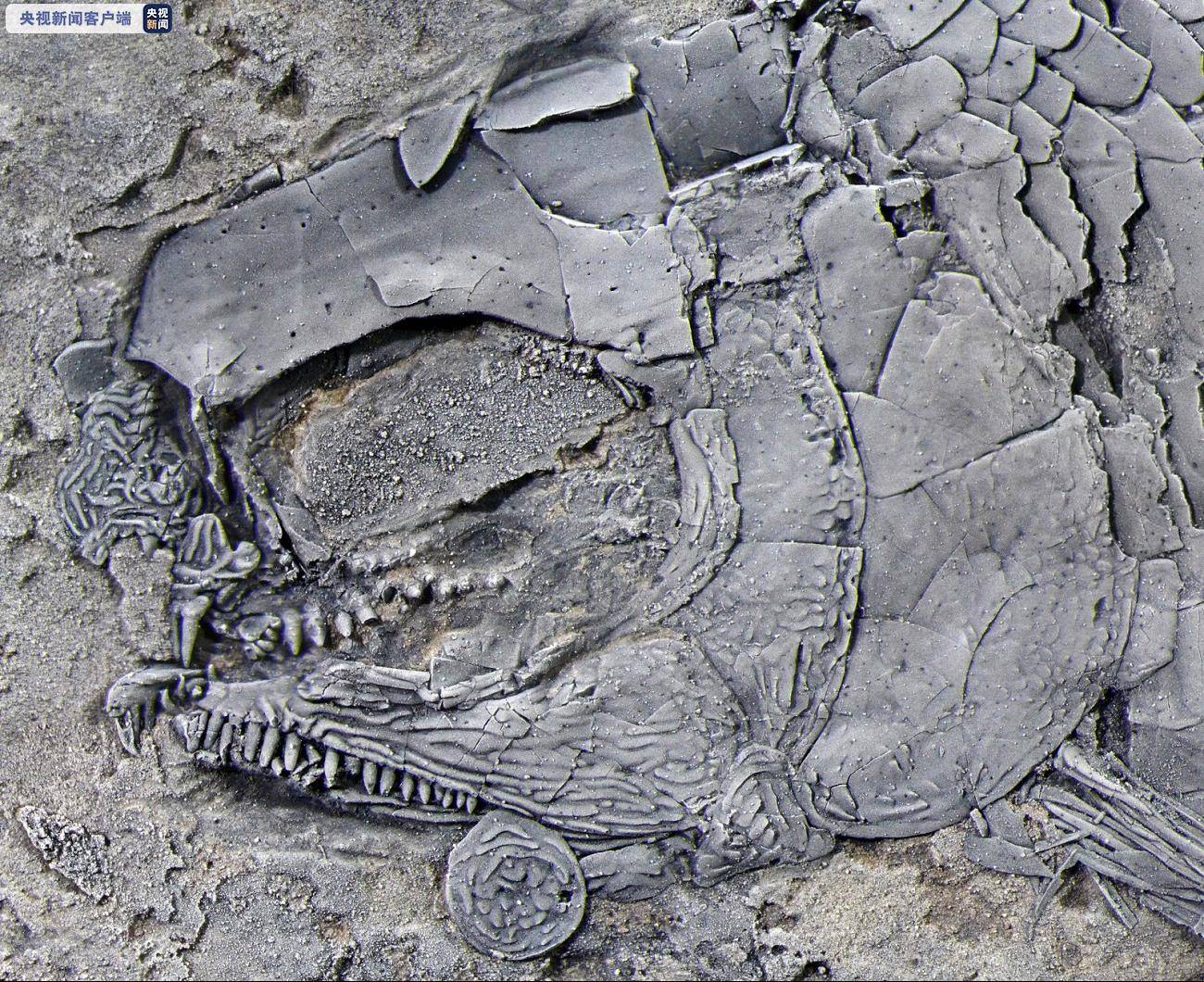 化石|云南发现世界最古老肋鳞裂齿鱼类 距今约2.44亿年