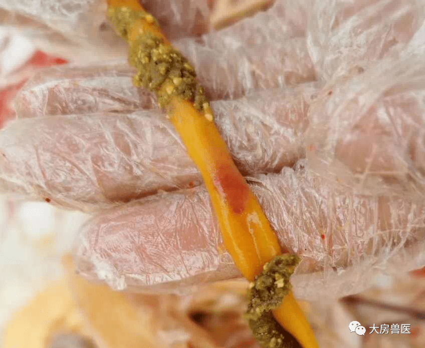 肉鸡过料吃什么药