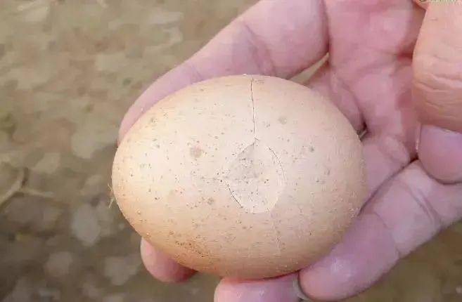 鸡蛋为何总是有破损的?