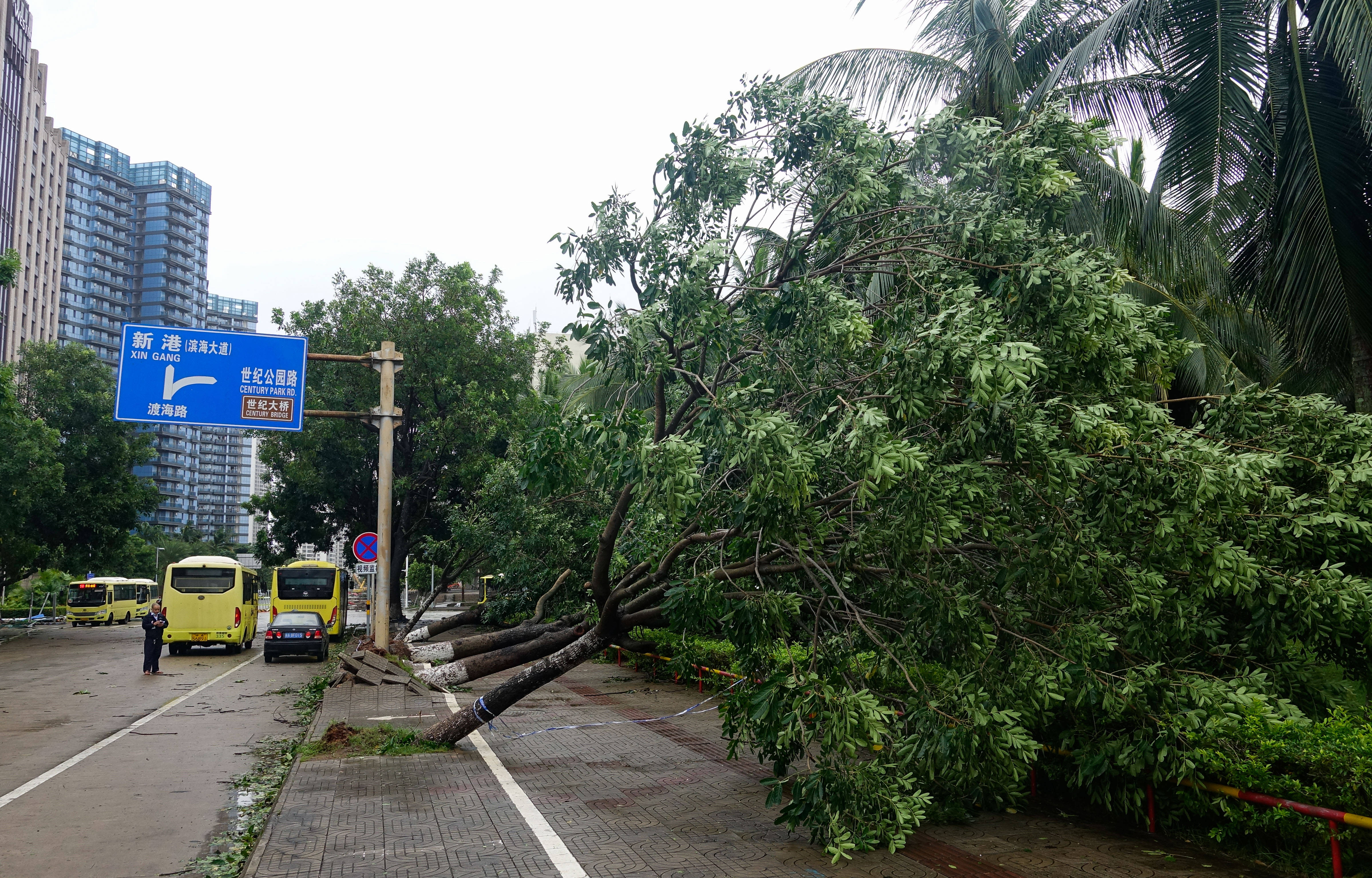 10月13日,在海口市渡海路,树木被台风"圆规"刮倒.