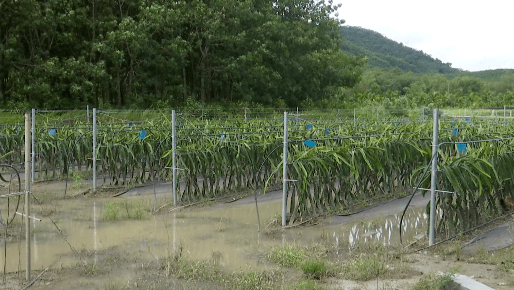 树是什么时候出现的 450c120db9f341a795b3ccf8874c7a5a.png