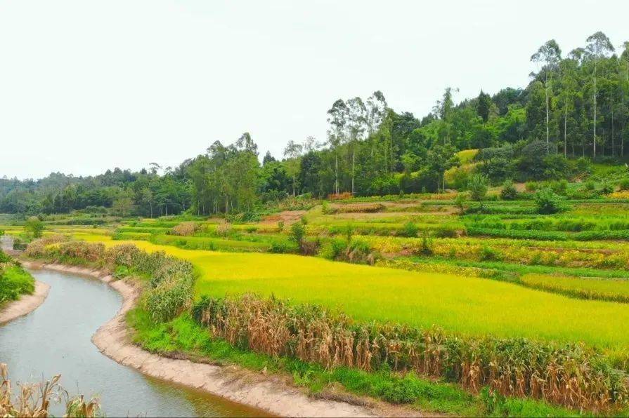 贯彻县党代会精神井研竹园重整行装再出发接续奋斗谱新篇