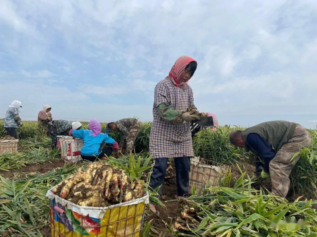 耿庄镇张先村生姜收获正当时
