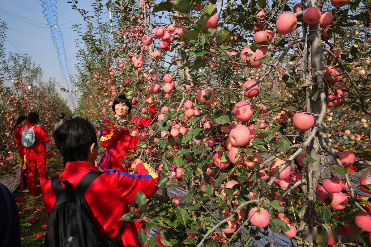 10月13日,陕西省渭南市合阳县甘井镇武帝山下苹果红了,引来众多西安