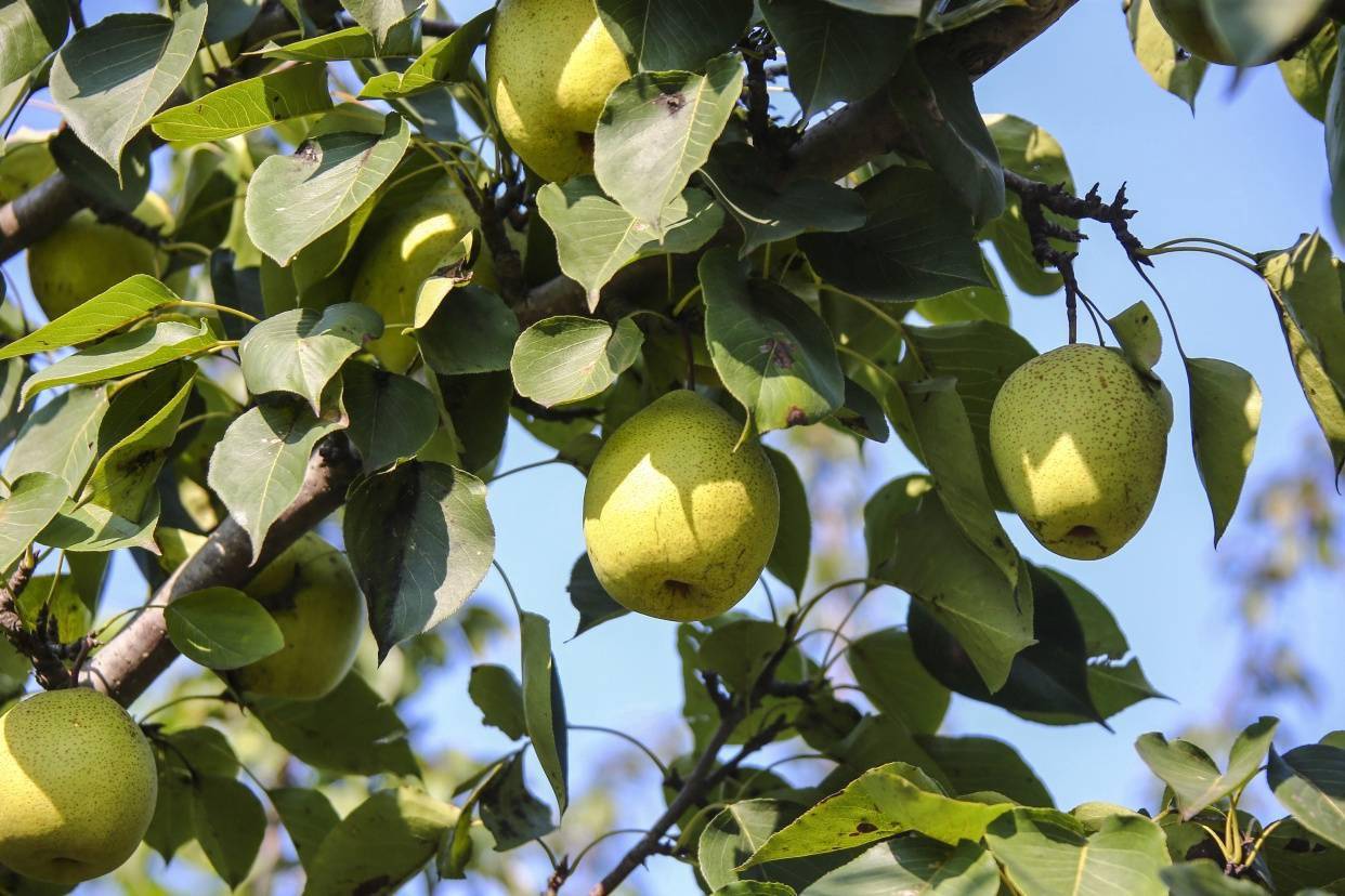 大兴400多年的梨树结出的"金把黄",密云红香酥梨都能采摘啦~_梨园