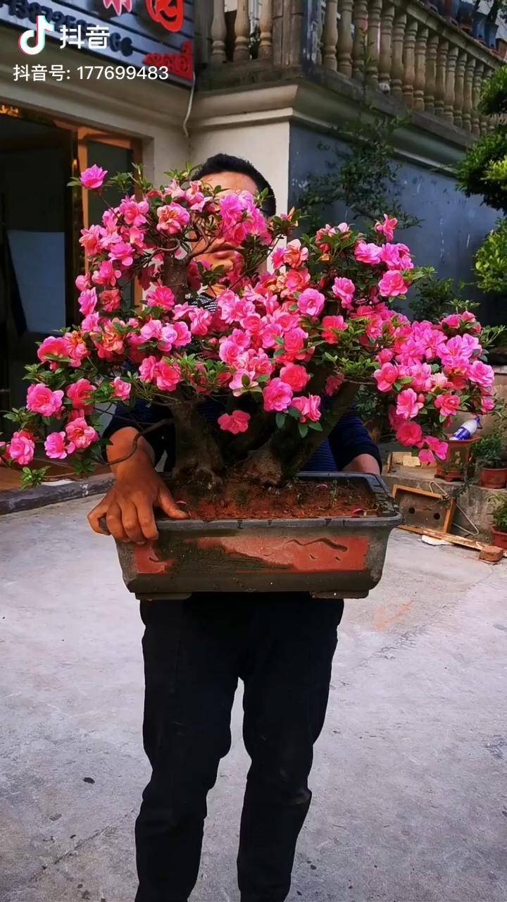 皋月杜鹃品种鹃之舞