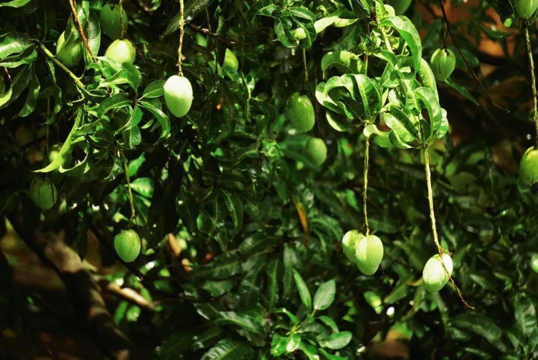 华园的第一丝秋意,爱了!