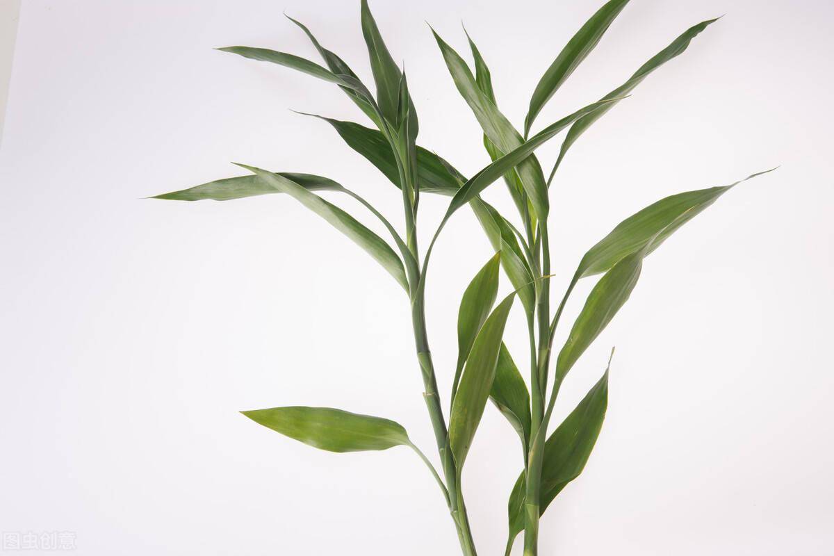 富贵竹几根好养 3e185f7e6c9a46f8adecc85ae75df4b8.jpeg