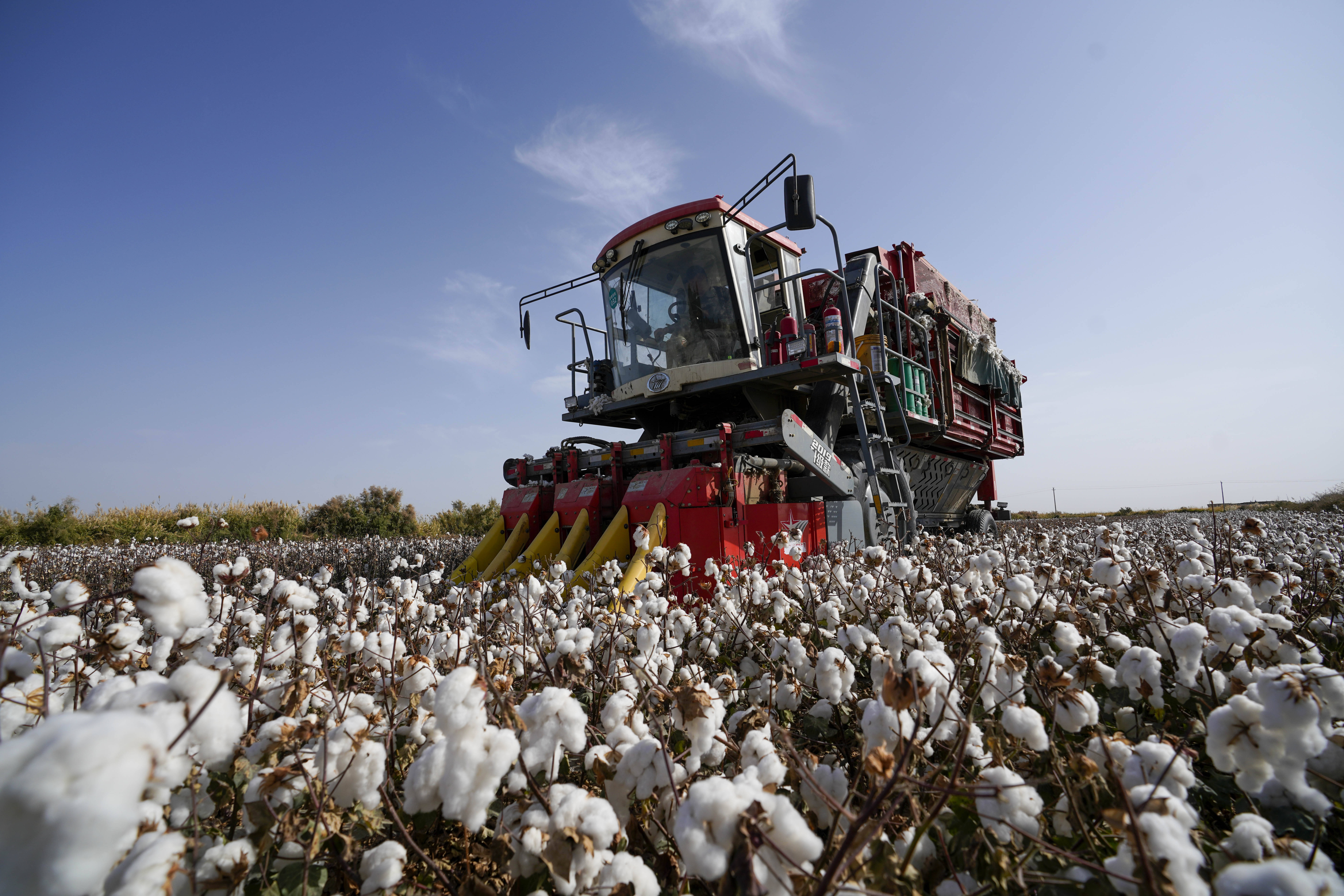 中国最大产棉区新疆进入棉花采收季