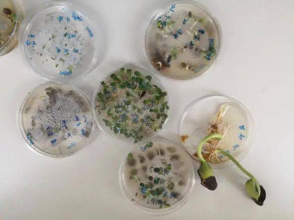 培养皿中刚刚发芽的种子