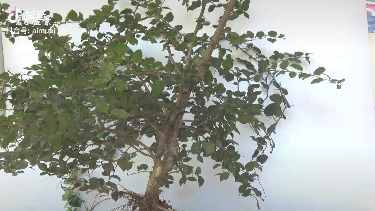 手把手示范桩材修剪柞木小盆景素材截桩过程轻知识计划