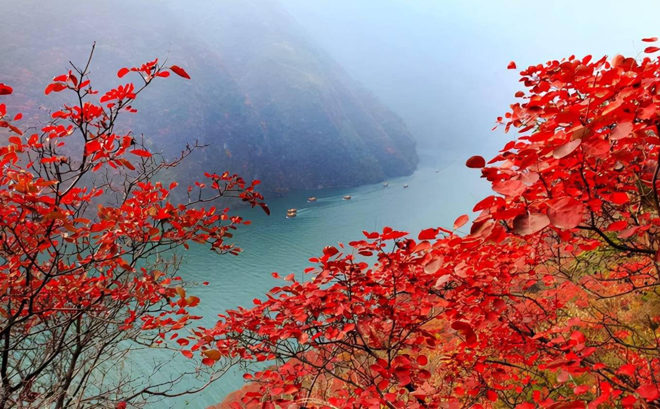 三峡的秋天两岸层林尽染如同走进一幅波澜壮阔的红叶画卷