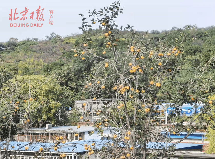 院落|直击｜别流口水！千年古道旁，累累柿子黄