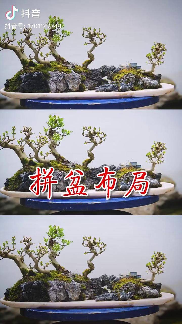 简单说说水旱盆景石头布局的思路水旱盆景