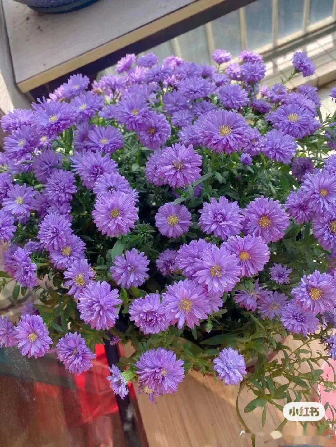 5种小清新菊花花期长花量大秋天值得入手