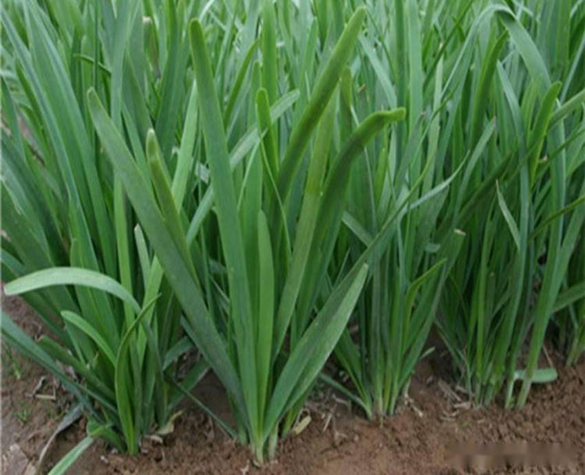 韭菜,大蒜冬前做好三点,来年秧苗粗壮不干尖,产量倍增_根系