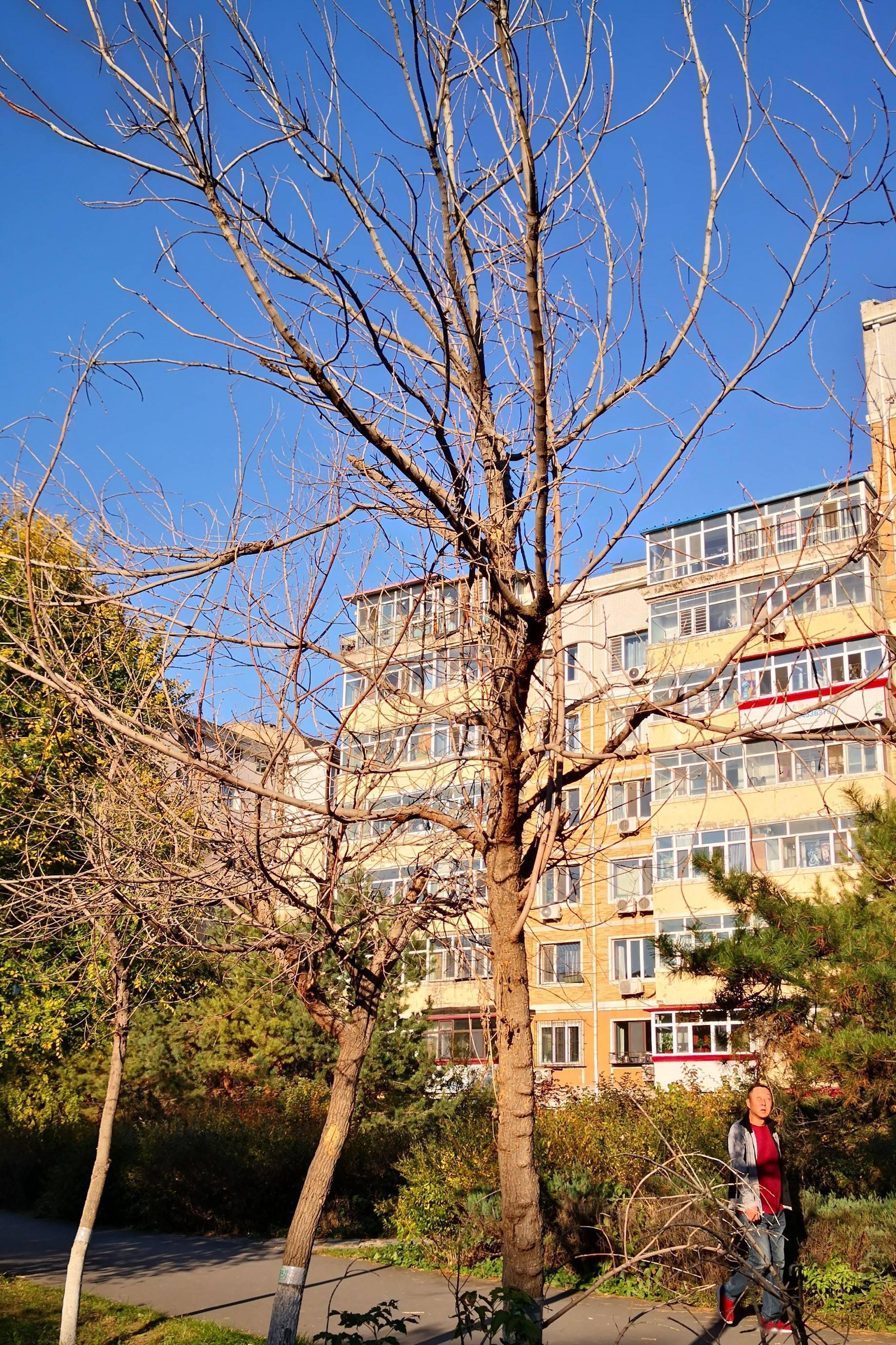 何家沟畔,咋有这么多的死树?